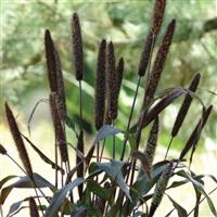 Ornamental Millet Jester Bloom