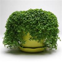 Ornamental Mint Mini Mint Bloom