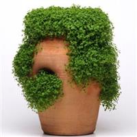 Ornamental Mint Mini Mint Container