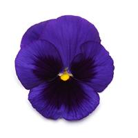 Matrix<sup>®</sup> Blue Blotch Bloom