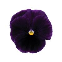 Matrix<sup>®</sup> Purple Bloom