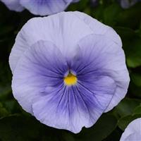 Matrix<sup>®</sup> Light Blue Bloom