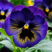 Matrix<sup>®</sup> Midnight Glow Bloom