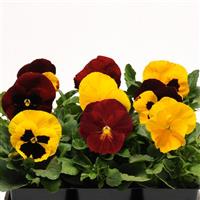 Matrix<sup>®</sup> Autumn Blaze Mixture Bloom