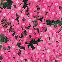 Butterfly™ Deep Pink Bloom