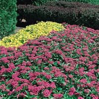 Butterfly™ Deep Pink Landscape