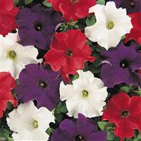 Dreams™ Patriot Mixture Bloom
