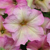 Sophistica<sup>®</sup> Antique Shades Bloom