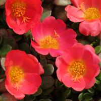 Toucan Scarlet Shades Bloom