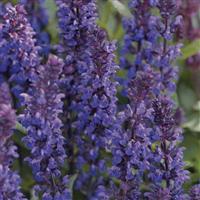 New Dimension™ Blue Bloom