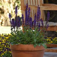 Salvia Salvatore Blue Container