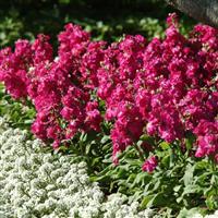 Hot Cakes Hot Rose Landscape