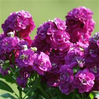 Hot Cakes Purple Bloom