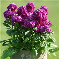 Hot Cakes Purple Container