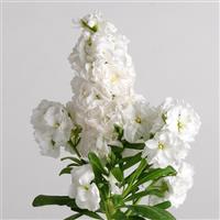 Hot Cakes White Bloom