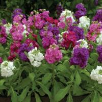 Hot Cakes Formula Mixture Bloom