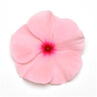 Titan™ Apricot Bloom