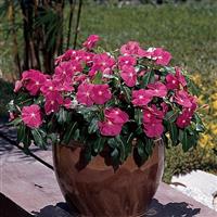 Titan™ Rose Container