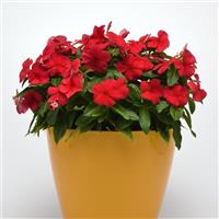 Titan™ Dark Red Container