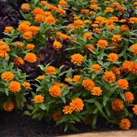 Double Zahara™ Bright Orange Landscape