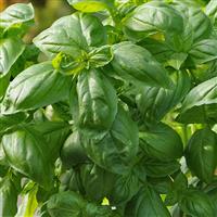 Basil Dolce Fresca Bloom