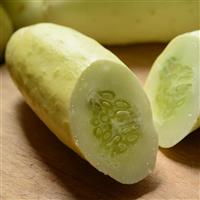Cucumber Martini Container