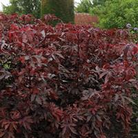 Hibiscus Mahogany Splendor Commercial Landscape 1