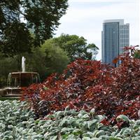 Hibiscus Mahogany Splendor Commercial Landscape 2