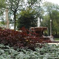 Hibiscus Mahogany Splendor Commercial Landscape 3