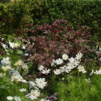 Hibiscus Mahogany Splendor Commercial Landscape 4