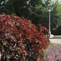 Hibiscus Mahogany Splendor Landscape
