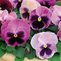 Spring Matrix™ Pink Shades Bloom