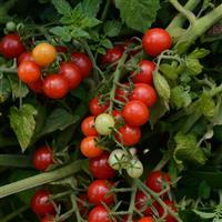 Tomato Candyland Red Bloom