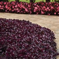 Alternanthera Purple Prince Commercial Landscape 2