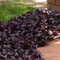Alternanthera Purple Prince Commercial Landscape 3