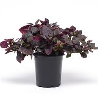 Alternanthera Purple Prince Container