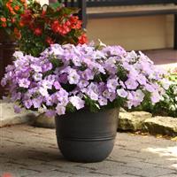 Wave<sup>®</sup> Misty Lilac Container