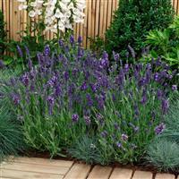 Ellagance Purple Landscape