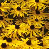 Rudbeckia Goldsturm Bloom