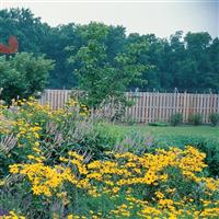 Rudbeckia Goldsturm Commercial Landscape 1