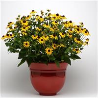 Rudbeckia Goldsturm Container