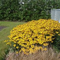 Rudbeckia Goldsturm Landscape