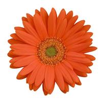 Revolution™ Orange with Light Eye Bloom
