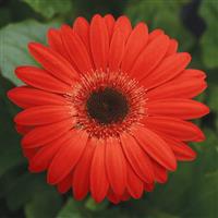 Revolution™ Red with Dark Eye Bloom