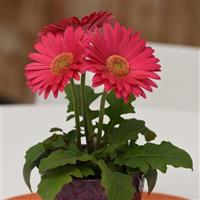 Revolution™ Deep Pink with Light Eye Container