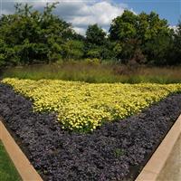 Ornamental Pepper Calico Commercial Landscape 1