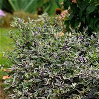 Ornamental Pepper Calico Commercial Landscape 2