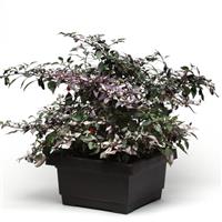 Ornamental Pepper Calico Container