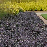Ornamental Pepper Calico Landscape