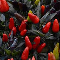 Ornamental Pepper Midnight Fire Bloom
